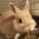 エサを食べるウサギ/ウサギの栄養学（６）どう守る？ウサギの「食の安全」