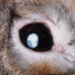 白内障2 ウサギ専門医に聞く(1)白内障 治療法は目薬？手術？