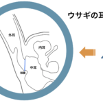 うさぎの耳の解剖